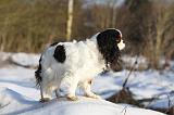 CAVALIER KING CHARLES 423
